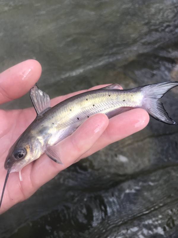 Channel catfish in Kerrville