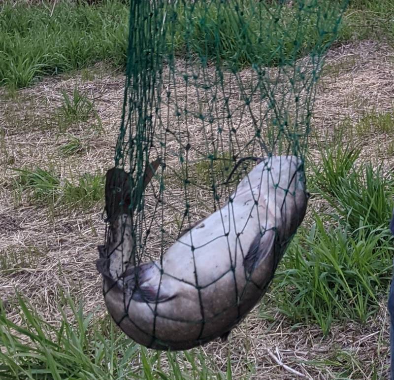 Channel catfish in Racine