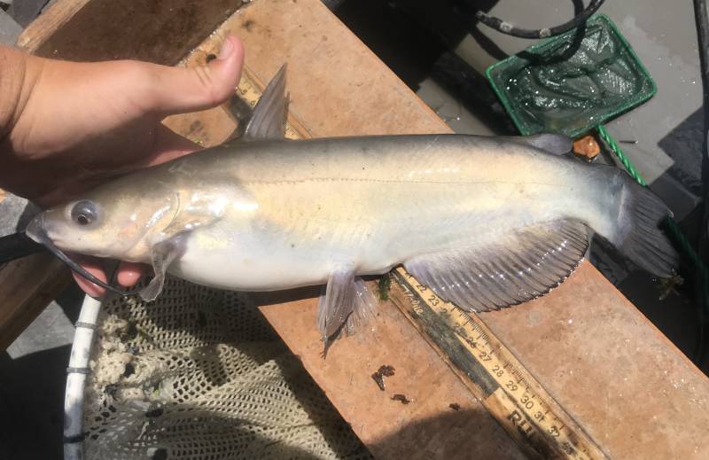 Channel catfish in Kimble County