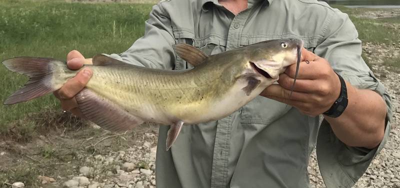 Channel catfish in Montana