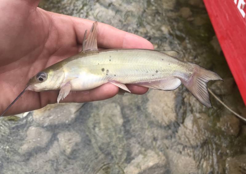 Channel catfish in Kimble County