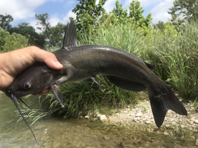Channel catfish in Kimble County