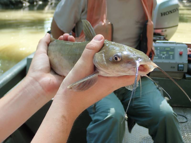 Channel catfish in Mount Orab