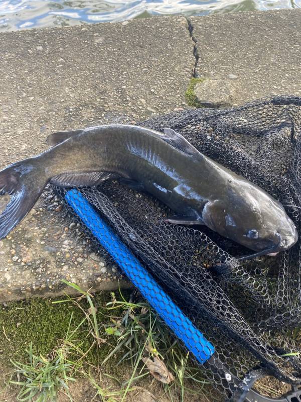 Channel catfish in Glen Echo
