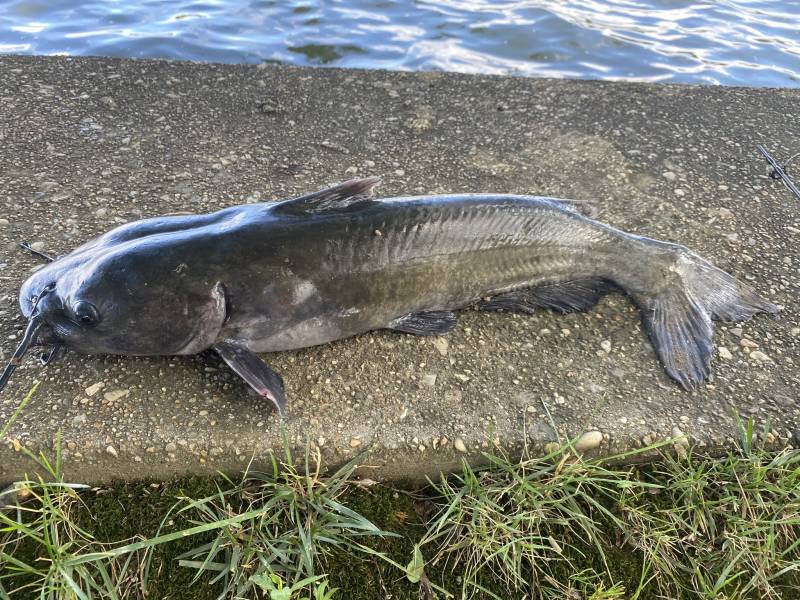 Channel catfish in Glen Echo