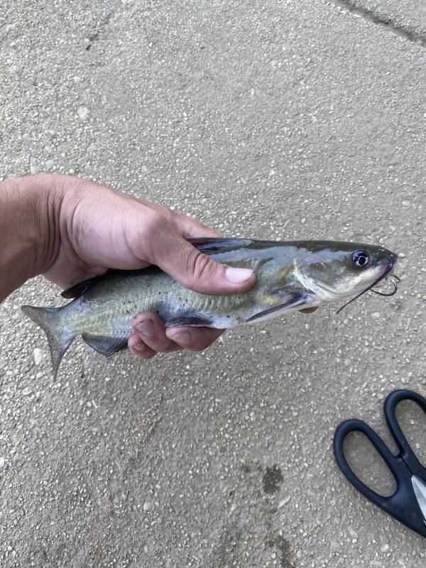 Channel catfish in Annapolis