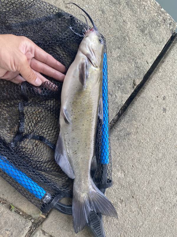 Channel catfish in Annapolis