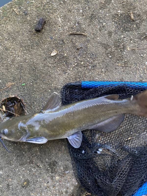 Channel catfish in Annapolis