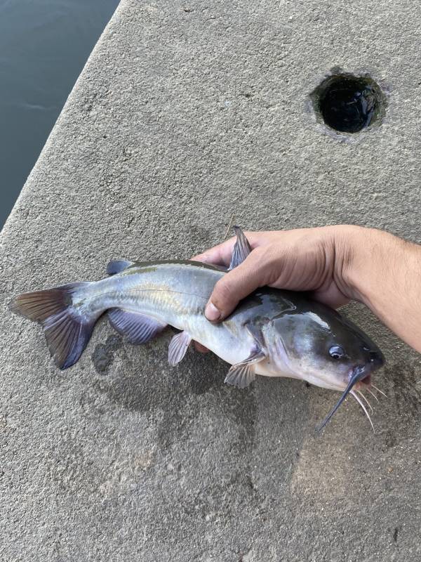 Channel catfish in Annapolis