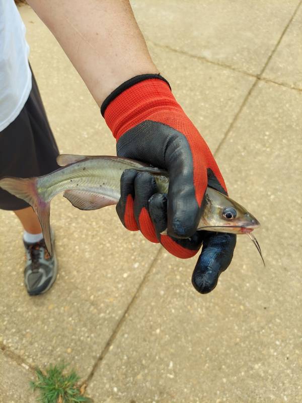 Channel catfish in Fredericksburg