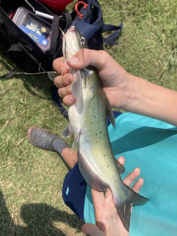 Channel catfish in Oklahoma