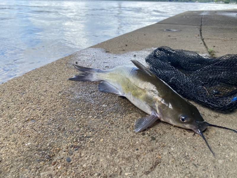 Channel catfish in Annapolis