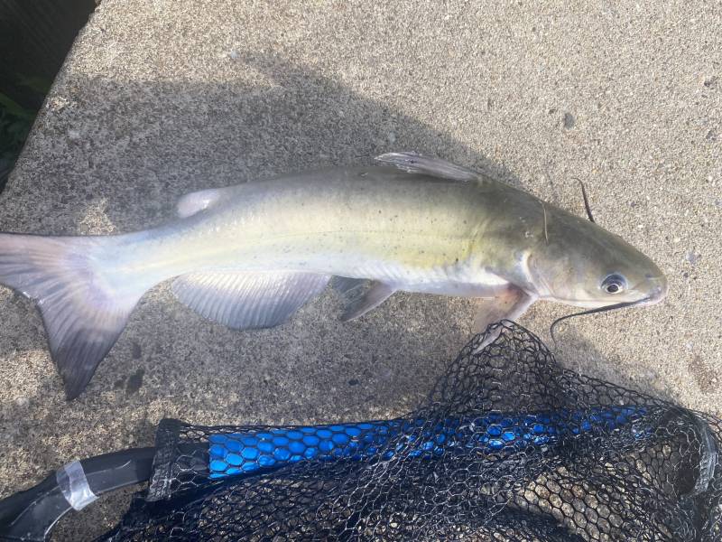 Channel catfish in Annapolis