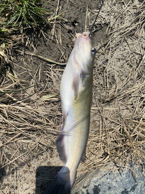 Channel catfish in Odessa