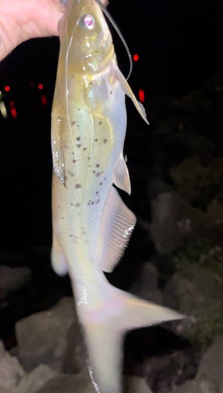 Channel catfish in Saint Croix River