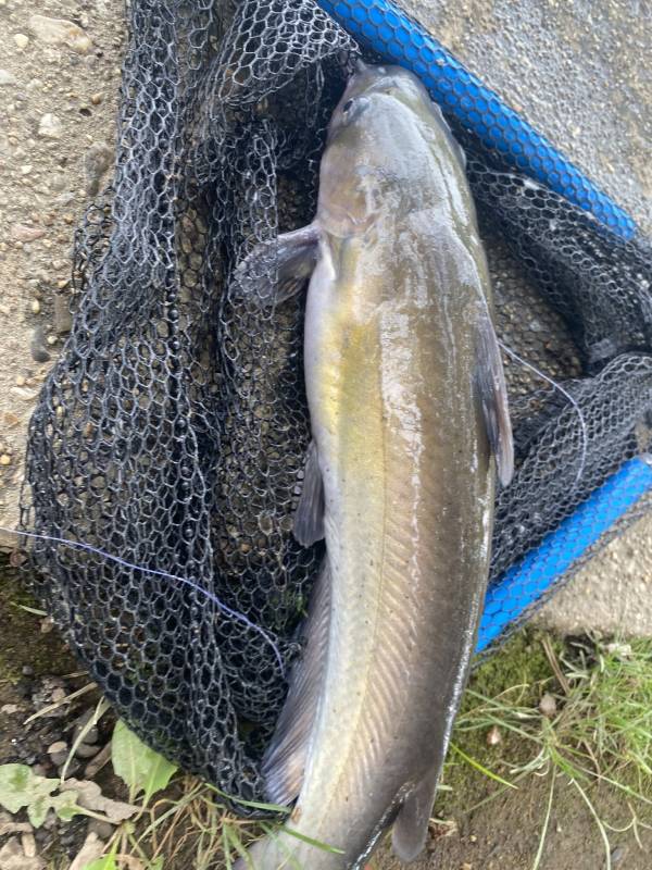 Channel catfish in Annapolis