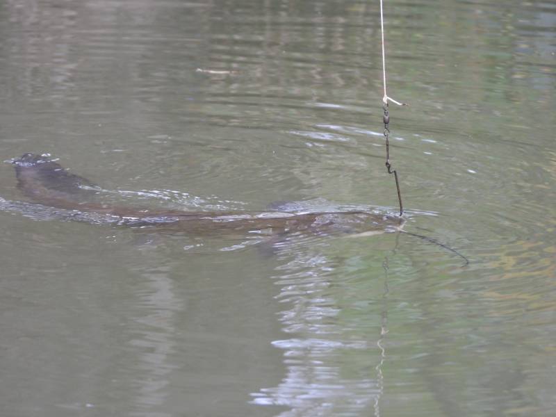 Channel catfish in New Lexington