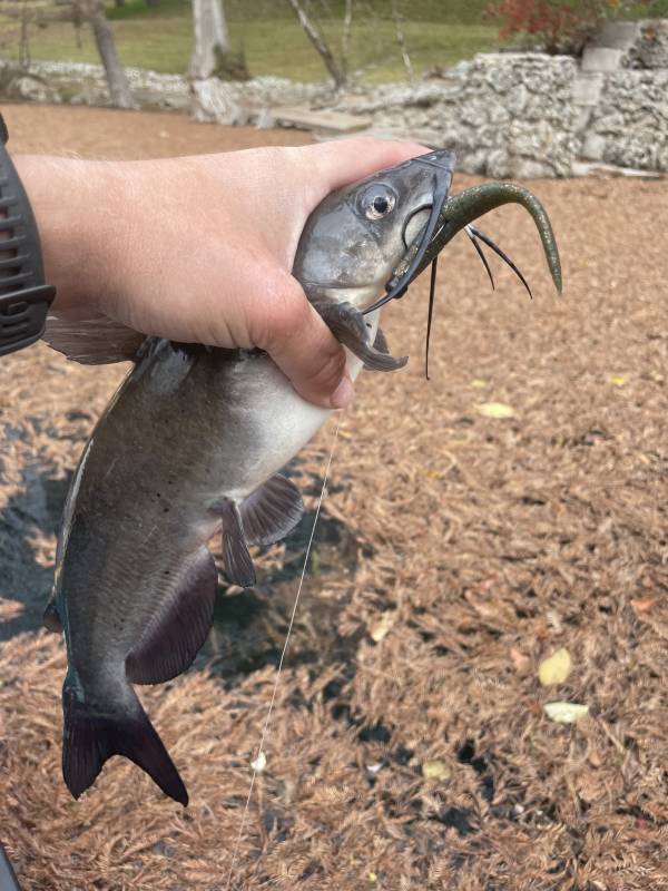Channel catfish in Ingram