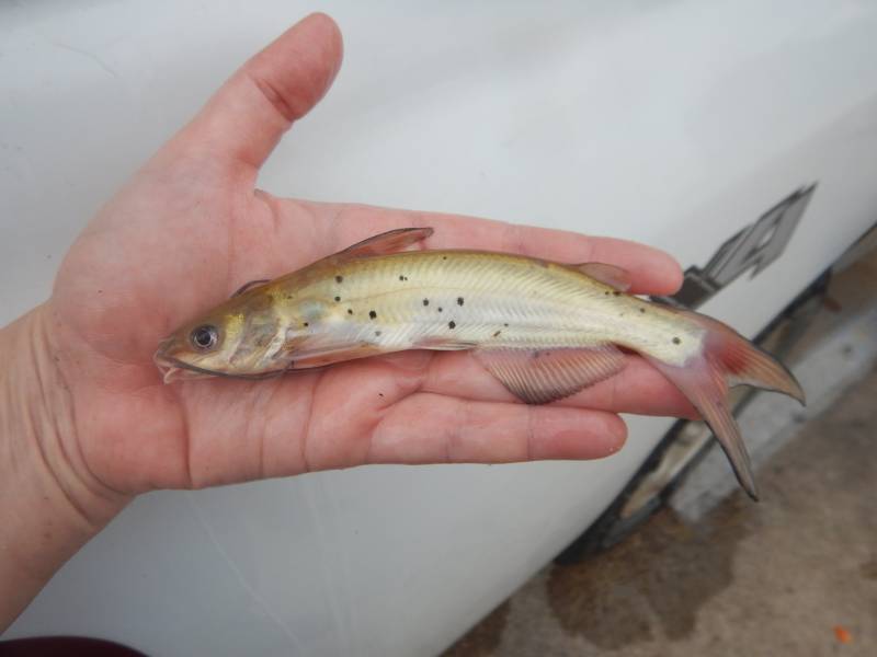 Channel catfish in Moulton