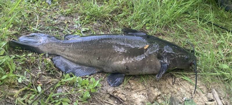 Channel catfish in Jefferson