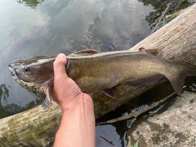 Channel catfish in Piqua