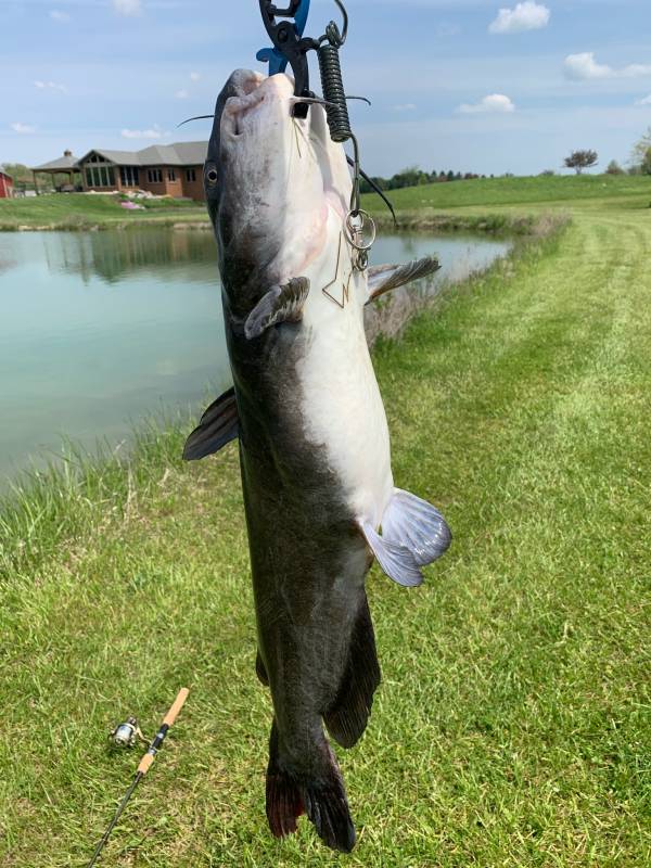 Channel catfish in North Webster