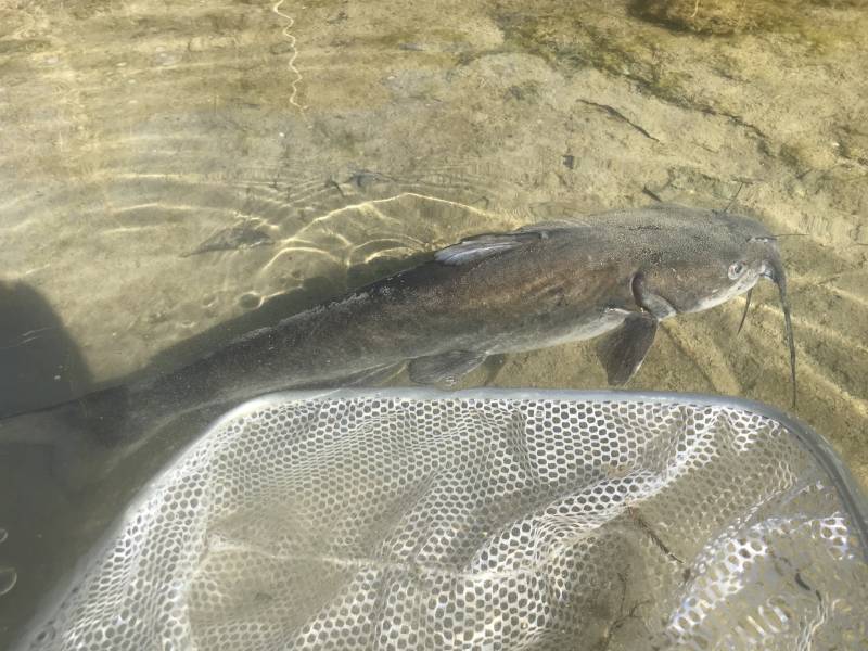 Channel catfish in Fredericksburg