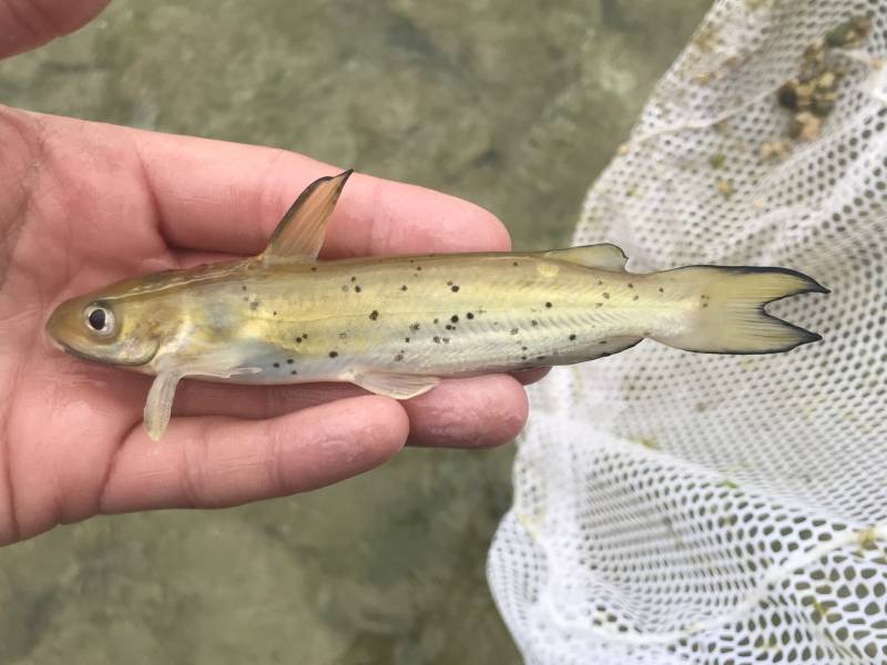 Channel catfish in Fredericksburg