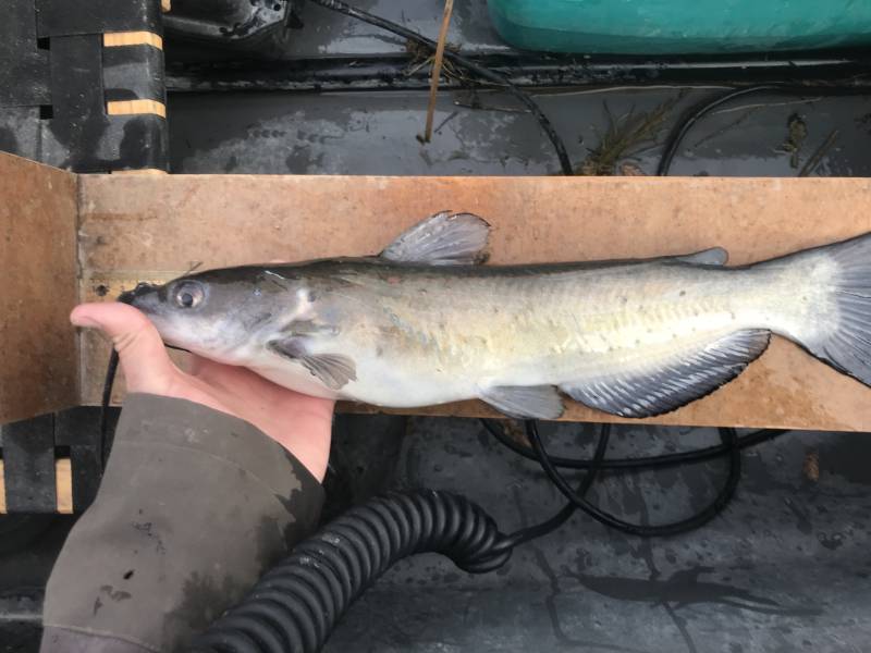 Channel catfish in Fredericksburg