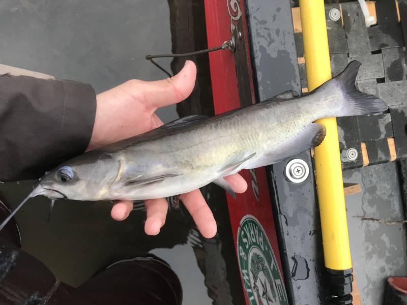 Channel catfish in Fredericksburg