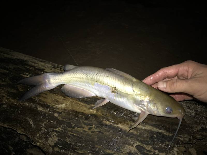Channel catfish in Hempstead