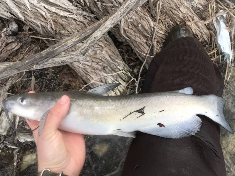 Channel catfish in Kerrville