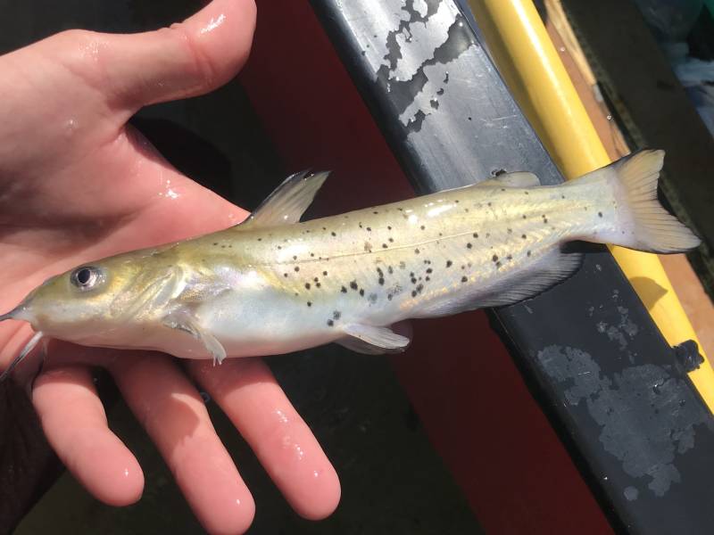 Channel catfish in Kerrville