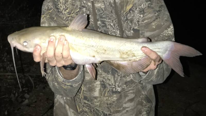 Channel catfish in Bronte