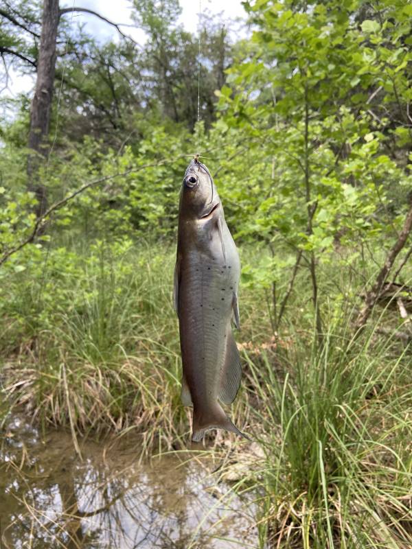 Channel catfish in Cedar Park
