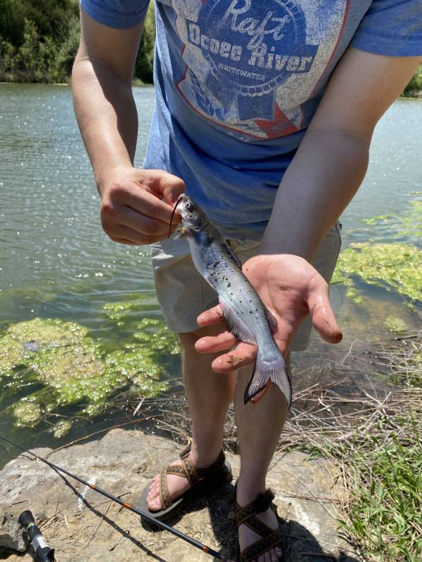 Channel catfish in Franklin County