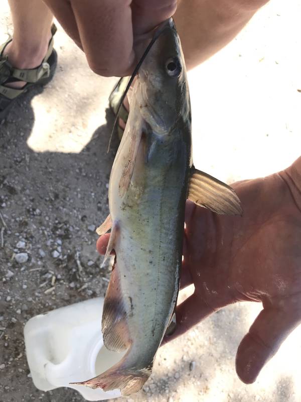 Channel catfish in California