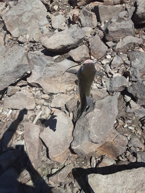 Channel catfish in Missouri