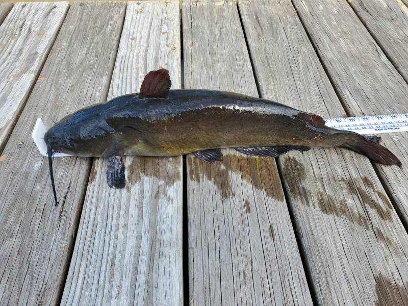 Channel catfish in Winona County