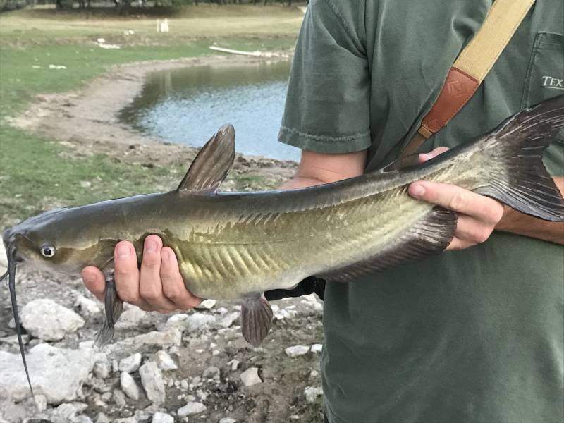 Channel catfish in New Braunfels