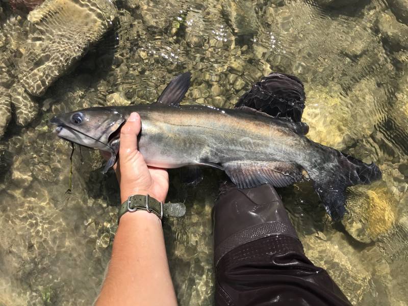 Channel catfish in Kimble County