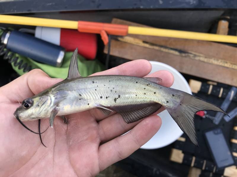 Channel catfish in Kimble County