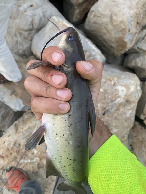 Channel catfish in Perkins County