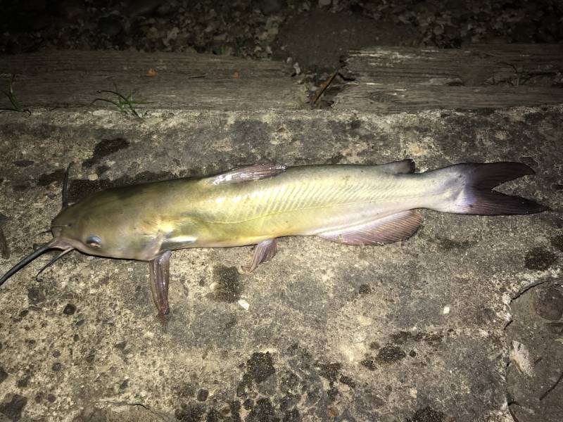 Channel catfish in College Station