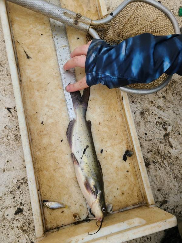 Channel catfish in Fairfax County