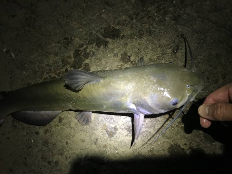 Channel catfish in College Station