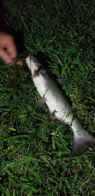 Channel catfish in DeKalb County