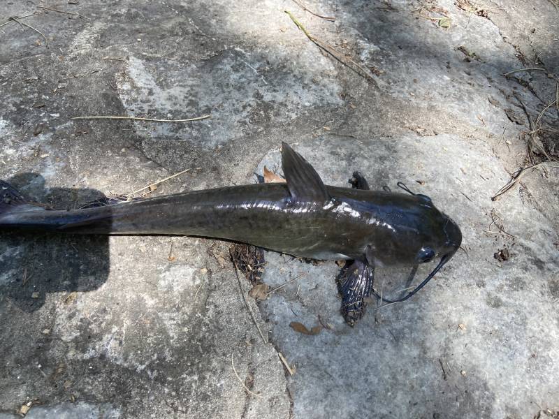 Channel catfish in Guadalupe River