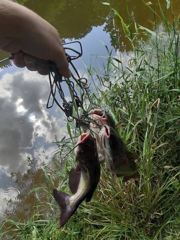 Channel catfish in Missouri