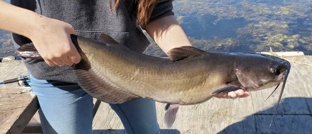 Channel catfish in Brisbane